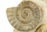 Two Ammonites (Acanthopleuroeras) In Limestone - Dorset, England #129419-2